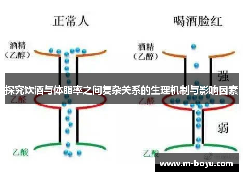 探究饮酒与体脂率之间复杂关系的生理机制与影响因素
